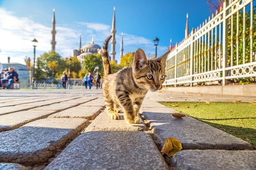 Día Internacional del Gato: así viven los michis en Estambul