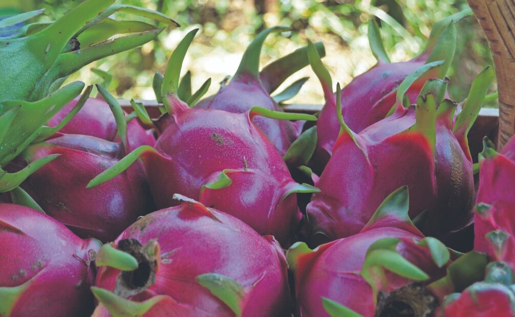 Entre 40 y 50 toneladas de pitahaya se cosechan al año en Oaxaca. Foto: de Juan Carlos Zavala