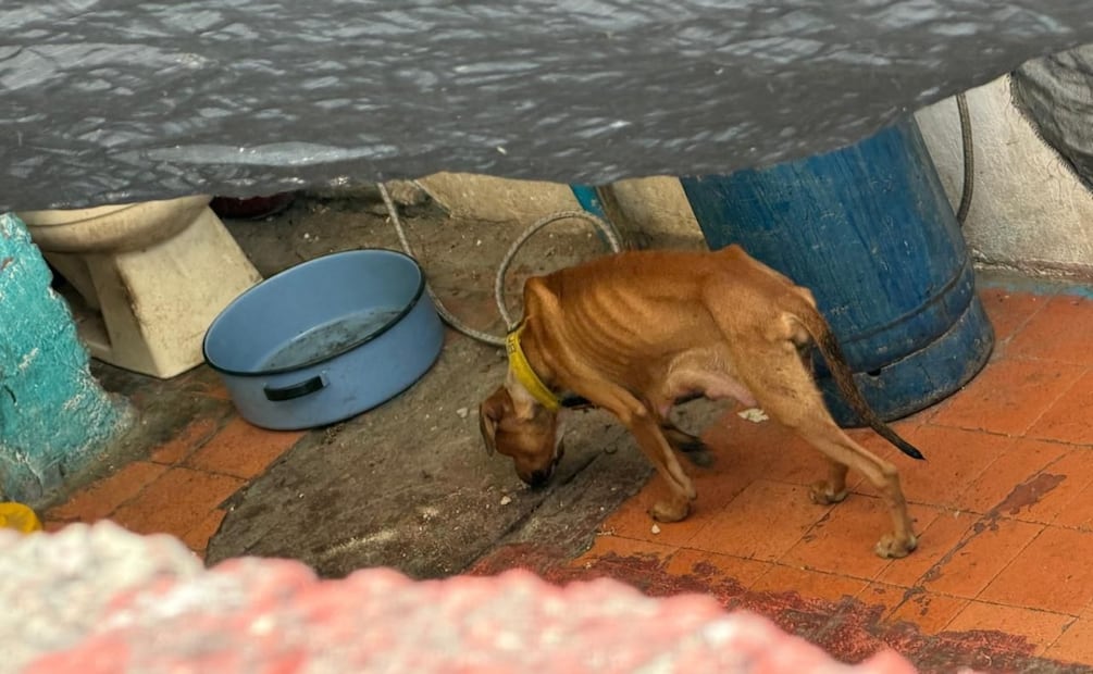 Aseguran presunta veterinaria en Ciudad Azteca; rescatan 25 animales y hallan restos de perros en maletas. Foto: Especial