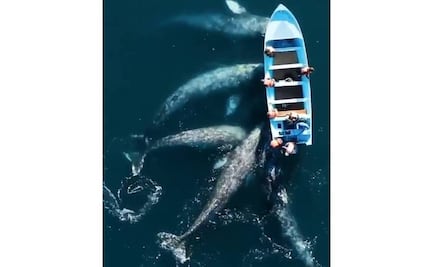 Video. Cinco ballenas se acercan a lancha en la laguna de BCS
