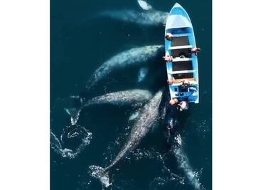 Video. Cinco ballenas se acercan a lancha en la laguna de BCS