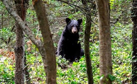 Niega Semarnat exportación de 22 osos negros, especie en peligro de extinción; permiso se otorgó en diciembre de 2022