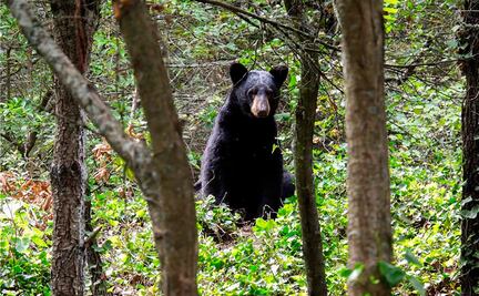 Panificadora se suma a estrategia para proteger al oso negro 