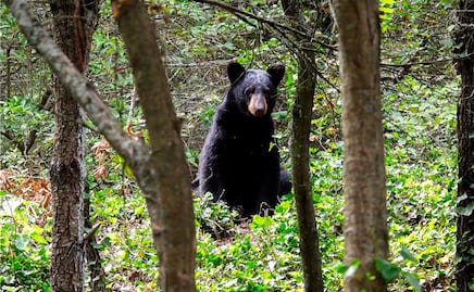 Panificadora se suma a estrategia para proteger al oso negro 