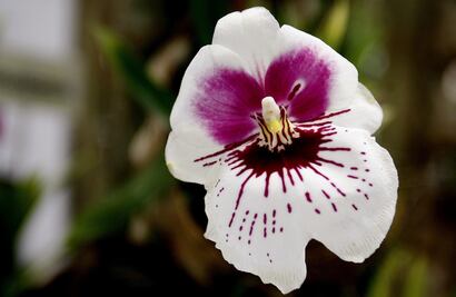 Mañana inicia la Exposición Orquídeas de Primavera en San Ángel