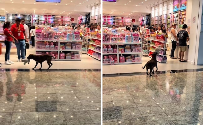 Perrito intenta “robar” peluche en plaza comercial de Yucatán y reacción de empleados causa ternura en TikTok