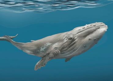 La increíble longevidad de las ballenas; ¿cómo logran vivir tantos años en el mar, según una bióloga?