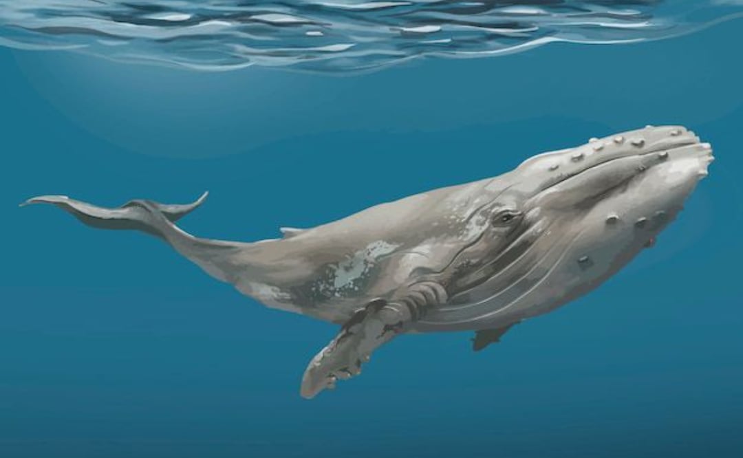 Proteger a las ballenas y sus hábitats es esencial para garantizar su longevidad. Fuente: Freepik.