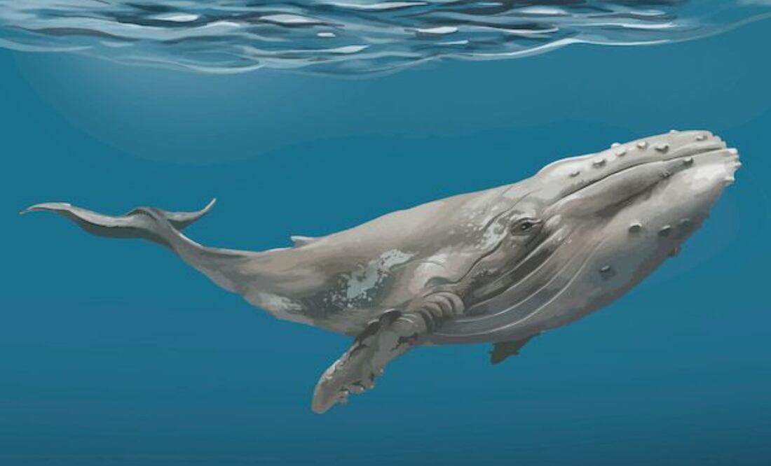 Proteger a las ballenas y sus hábitats es esencial para garantizar su longevidad. Fuente: Freepik.