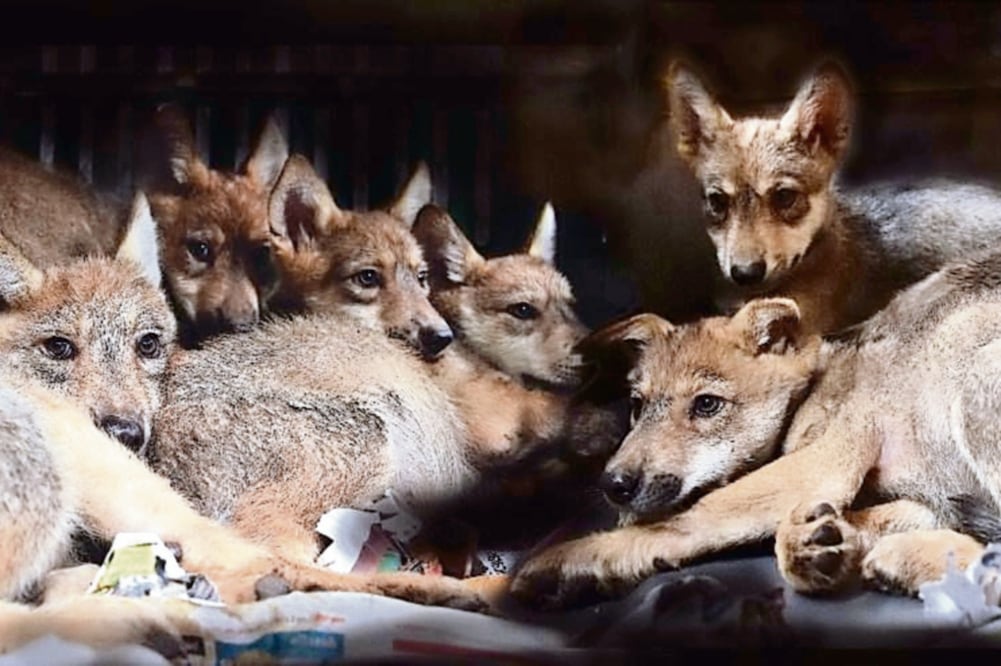 Los cachorros salieron en mayo de la lobera; son seis hembras y dos machos. Esta especie está en peligro de extinción y bajo un plan de recuperación binacional México-Estados Unidos (SEDEMA)
