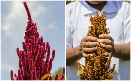 El amaranto, un gigante desconocido