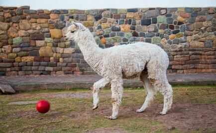 Greñudas o de pelo corto: ¿sabes cuál es la diferencia entre llama y alpaca?