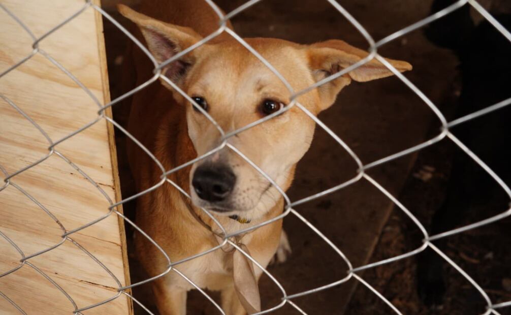 Diputados locales visitan albergue de perros rescatados del Refugio Franciscano; impulsan foros para regular refugios.
Foto: Especial.