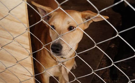¿Cuál es el estado de los perros rescatados del Refugio Franciscano? Este es el parte de la Secretaría de Salud de CDMX
