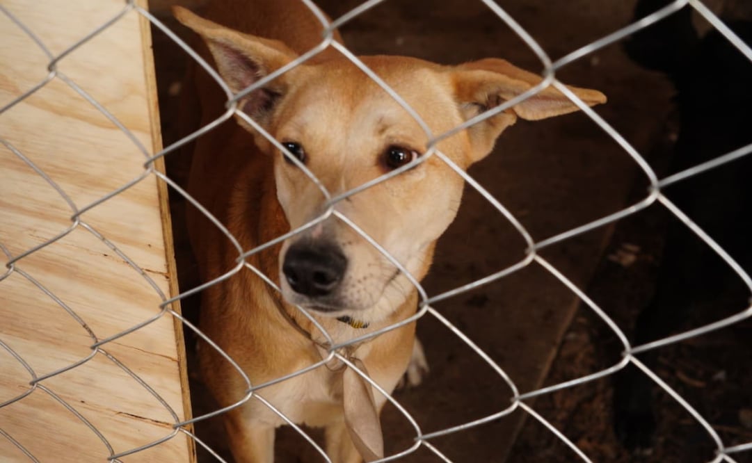 ¿Cuál es el estado de los perros rescatados del Refugio Franciscano? . Foto: Especial.