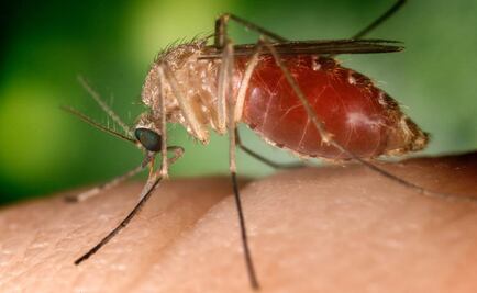 Hospitalizan a 17 con chikungunya en Michoacán