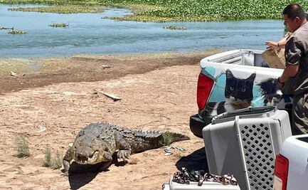 Liberan a dos cocodrilos, dos serpientes y un tlacuache en Sinaloa; estaban baja resguardo en el Zoológico de Culiacán