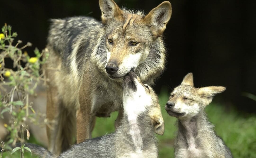 "Joy", a Grey Wolf, or Lobo Mexicano, feeds her one-month-old pups at Mexico City's zoo Monday June 10, 2002 - Photo: Jose Luis Magana/AP