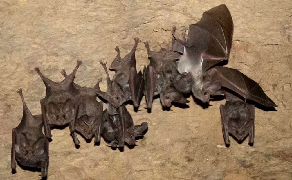 Colonia de murciélago orejón mexicano en Cueva del Cerrito de la comunidad de San Sebastián Zinacatepec, Puebla. Foto: Conanp