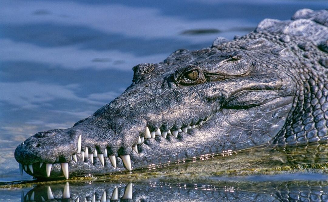 Foto Ilustrativa. Pixabay