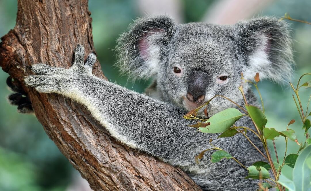 Es un mito que los koalas se droguen con las hojas de eucalipto. Foto: Unsplash. David Clode