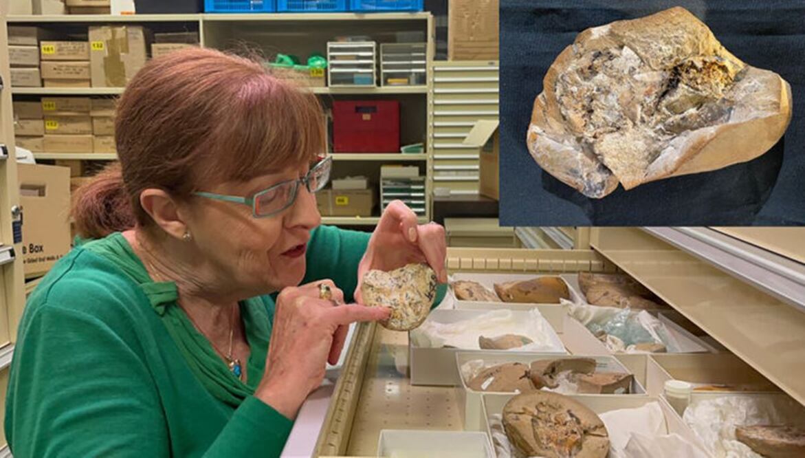 Foto: Vía Universidad de Curtin