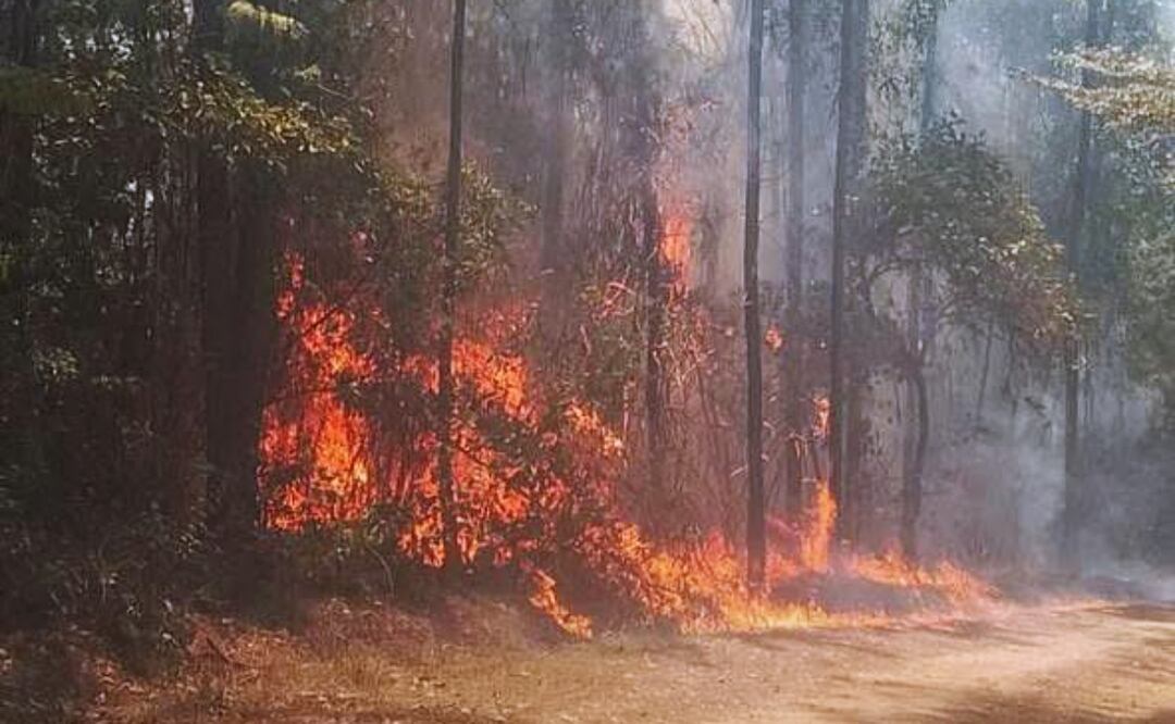 Once incendios forestales afectan Oaxaca; uno avanza sin control en Santa María Puxmetacán. Foto: Especial