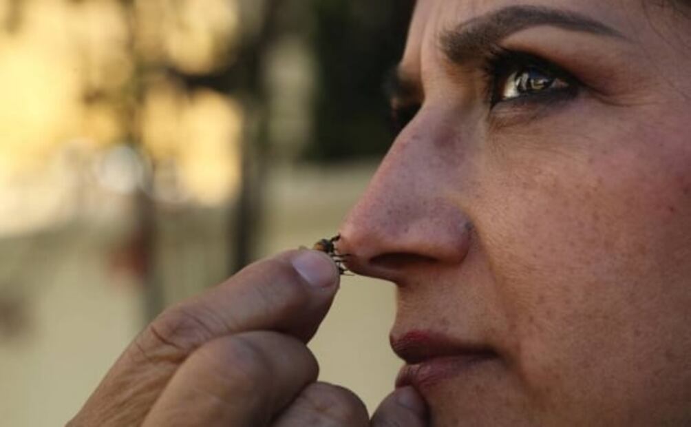 Usan en el Edomex los piquetes de abejas para mejorar la salud durante la pandemia 