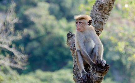 Ecuador analiza caso sospechoso de viruela de mono 