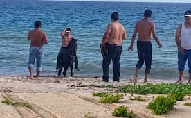 Playas de Telchac en Yucatán enfrentan riesgo para las tortugas marinas; denuncian ingreso de caballos y cuatrimotos