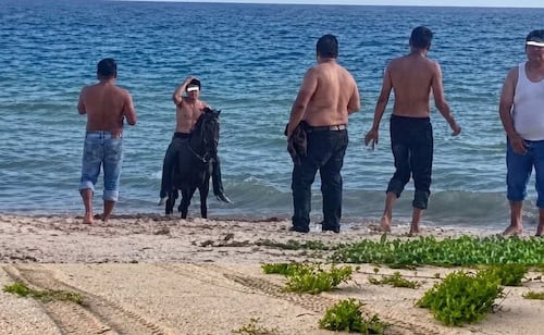 Playas de Telchac en Yucatán enfrentan riesgo para las tortugas marinas; denuncian ingreso de caballos y cuatrimotos
