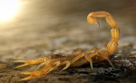 Pasajero denuncia que un escorpión lo picó en vuelo de United