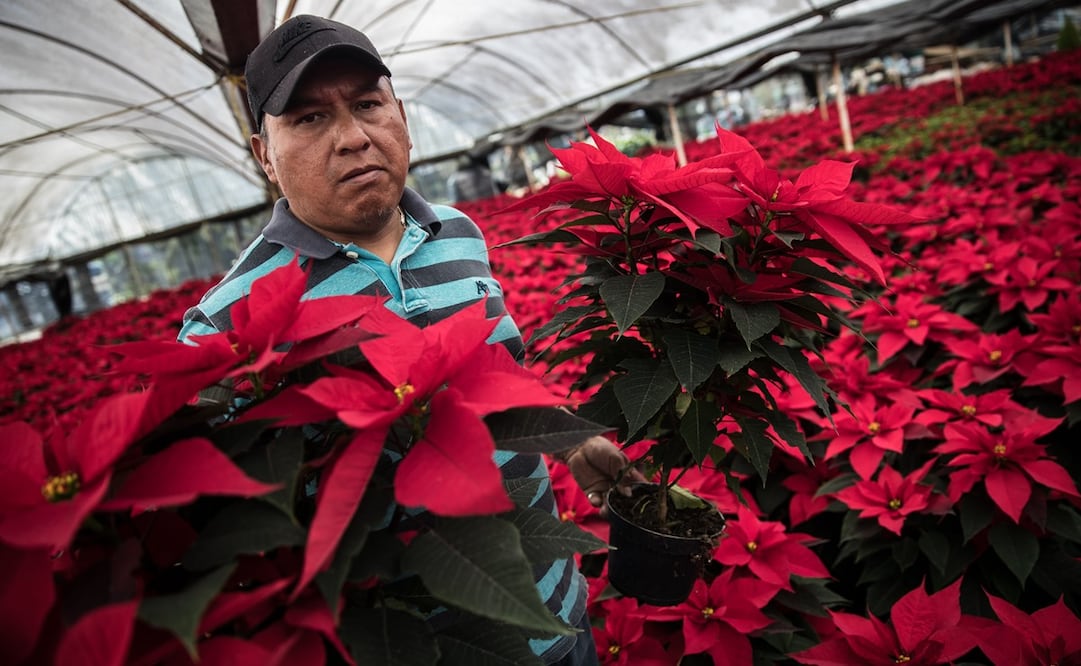 Recorrido por un invernadero en Xochimilco donde se comercializa Nochesbuenas. Foto: Germán Espinosa