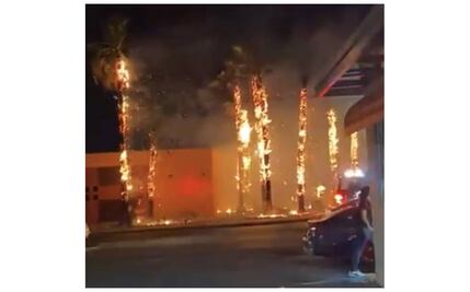Se incendian varias palmeras de la Universidad de Sonora