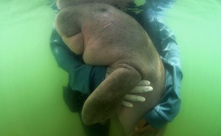 Muere cría de dugongo por ingerir desechos plásticos en Tailandia 