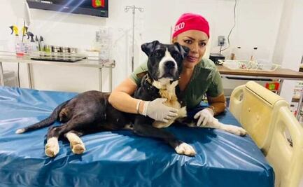 Rehabilitan a mascota rescatada en Hidalgo; de 13 kilos hoy pesa 33