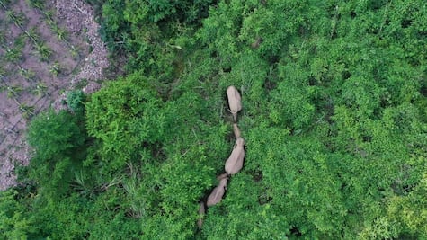 La manada de elefantes que ha recorrido más de 500 kilómetros en China