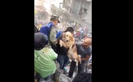 Rescatan a perro entre los escombros de edificio tras sismo