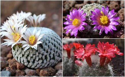 Jardín del Desierto en SLP alberga 60 especies de cactáceas