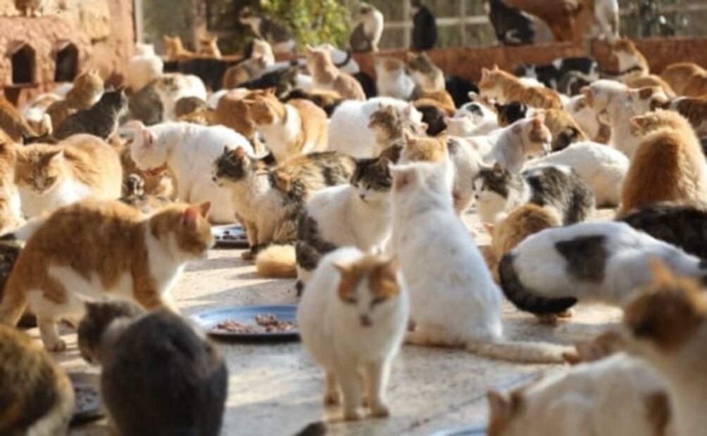 Santuario de gatitos rescata animales sin hogar ni familia por terremotos en Siria