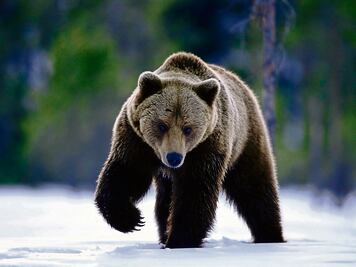 Liberan a oso negro capturado en zona urbana de Monterrey