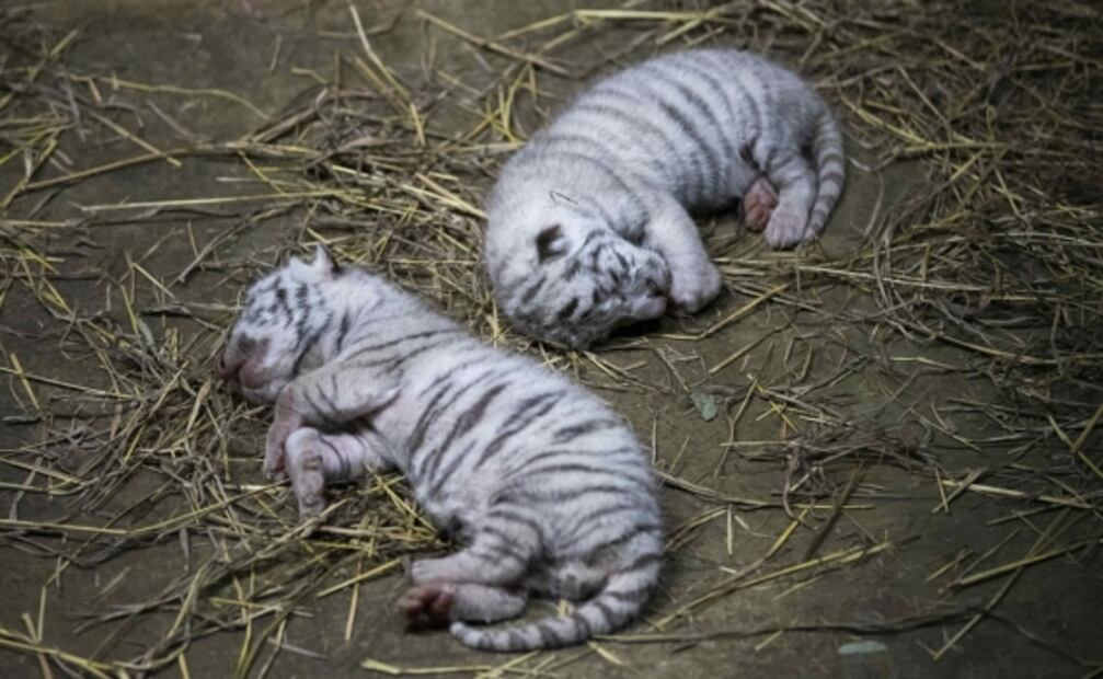 Nacen tigres blancos en Zoológico de Nicaragua; los alimentan con leche de cabra