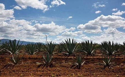 La industria del mezcal en Oaxaca agota recursos hídricos; producción masiva impacta a comunidades locales