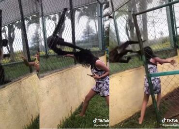 Joven manotea a mono enjaulado y la desgreña