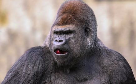 Alerta en Villa de Tezontepec por gorila suelto, pero ¿qué tan peligrosos son estos primates?