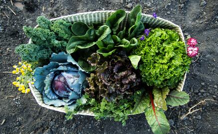 Arma tu alacena chinampera con estos 9 vegetales