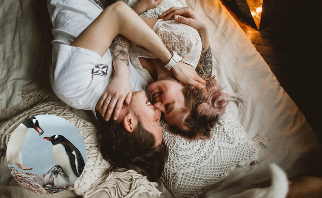 El truco para fortalecer la conexión con tu pareja, según la psicología. Foto: El Universal