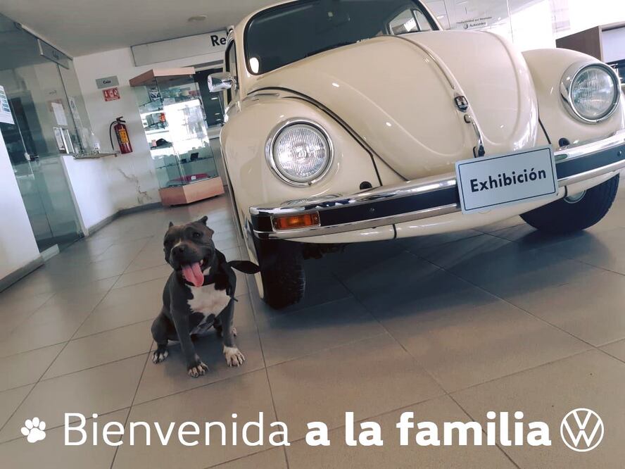 "Vochita", la perrita abandonada que encontró un hogar en una agencia Volkswagen 