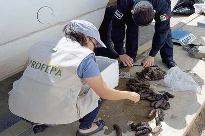 Más de 4 mil 500 especies fueron rescatadas en 2019