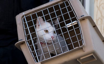 Incendio en refugio animal de Florida deja al menos 20 gatos muertos